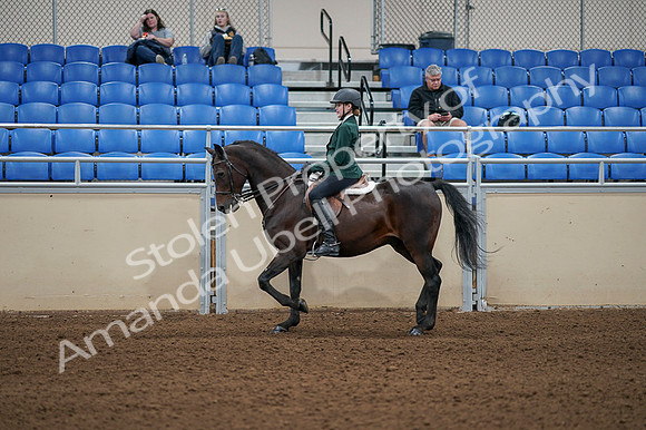 2020 - AB Morgan Horse - Fri, Sept 04 - 03952