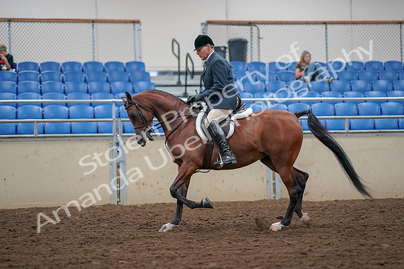 2019 Morgan Horse Show - Aug 30, 2019 - 16132