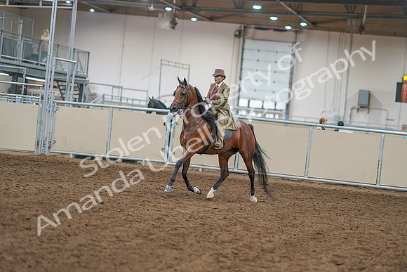 2020 - AB Morgan Horse - Sat, Sept 05 - 07923