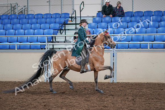 2020 - AB Morgan Horse - Sat, Sept 05 - 13890