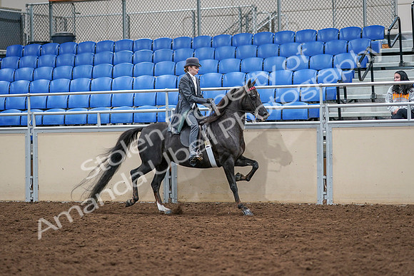 2020 - AB Morgan Horse - Sat, Sept 05 - 13945