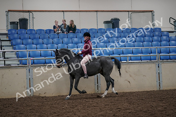 2019 Morgan Horse Show - Aug 30, 2019 - 31138