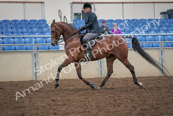 2019 Morgan Horse Show - Aug 30, 2019 - 20374
