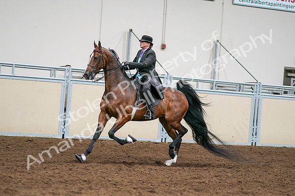 2020 - AB Morgan Horse - Sat, Sept 05 - 12992