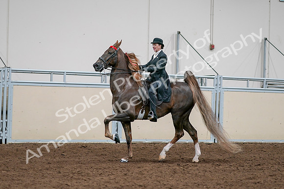 2020 - AB Morgan Horse - Sat, Sept 05 - 13123