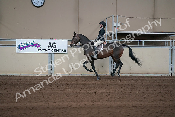 2019 Morgan Horse Show - Sept 01, 2019 - 03778