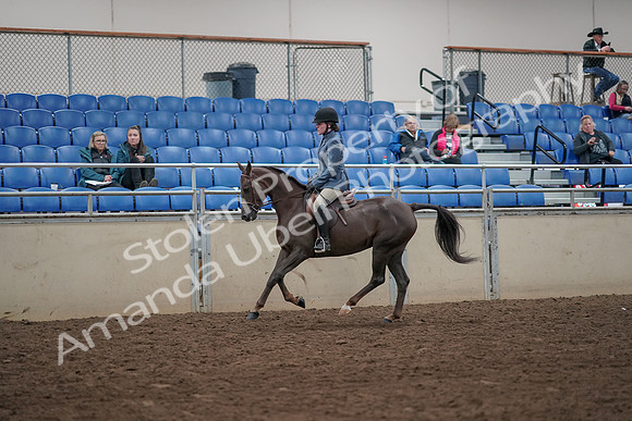 2019 Morgan Horse Show - Aug 31, 2019 - 07327