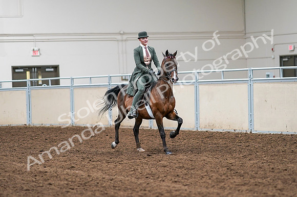 2020 - AB Morgan Horse - Fri, Sept 04 - 03396
