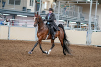 2020 - AB Morgan Horse - Sat, Sept 05 - 12903