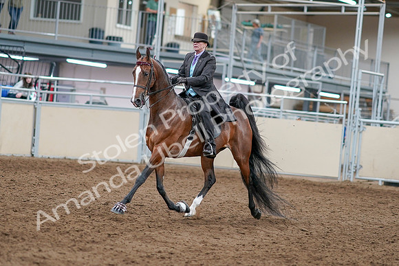 2020 - AB Morgan Horse - Sat, Sept 05 - 12903