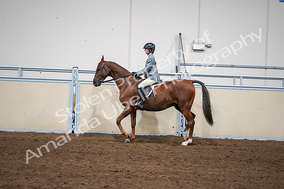 2020 - AB Morgan Horse - Fri, Sept 04 - 03052
