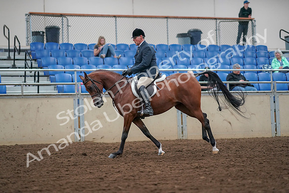 2019 Morgan Horse Show - Aug 30, 2019 - 16355