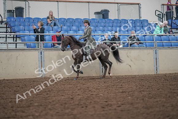 2019 Morgan Horse Show - Aug 30, 2019 - 15306