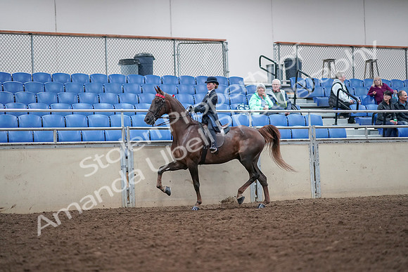 2019 Morgan Horse Show - Aug 30, 2019 - 17810