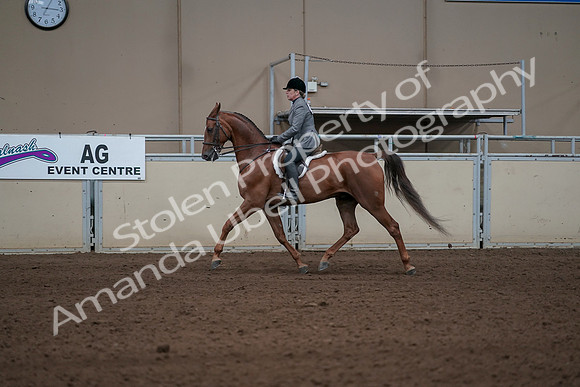 2019 Morgan Horse Show - Sept 01, 2019 - 12202