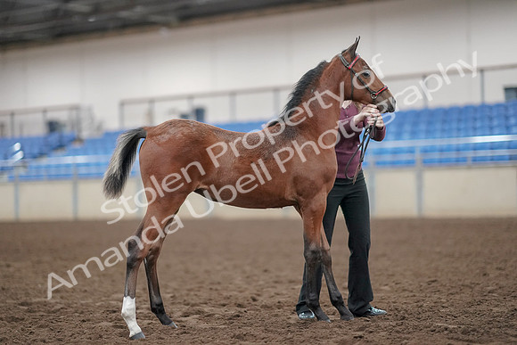 2019 Morgan Horse Show - Aug 31, 2019 - 00461