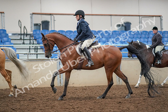 2019 Morgan Horse Show - Aug 30, 2019 - 22408