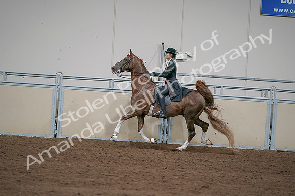 2020 - AB Morgan Horse - Fri, Sept 04 - 09752