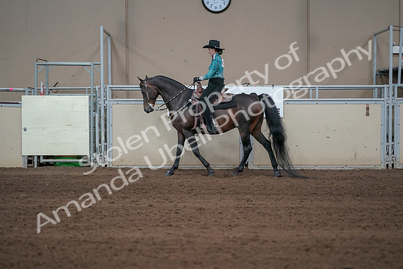 2019 Morgan Horse Show - Sept 01, 2019 - 06925