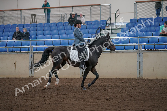 2019 Morgan Horse Show - Aug 31, 2019 - 07506