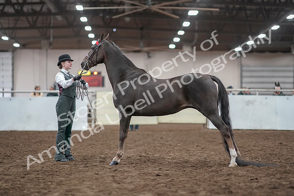 2019 Morgan Horse Show - Aug 31, 2019 - 01996