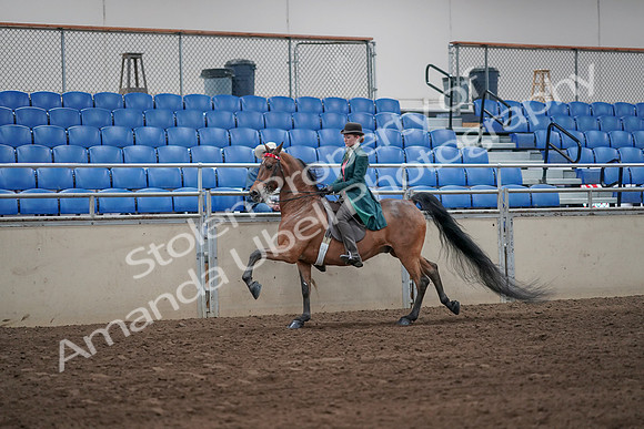2019 Morgan Horse Show - Sept 01, 2019 - 13265