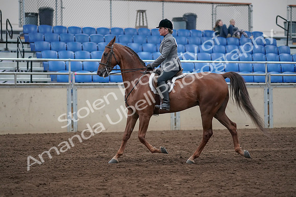 2019 Morgan Horse Show - Sept 01, 2019 - 12168