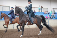 2019 Morgan Horse Show - Aug 31, 2019 - 08476