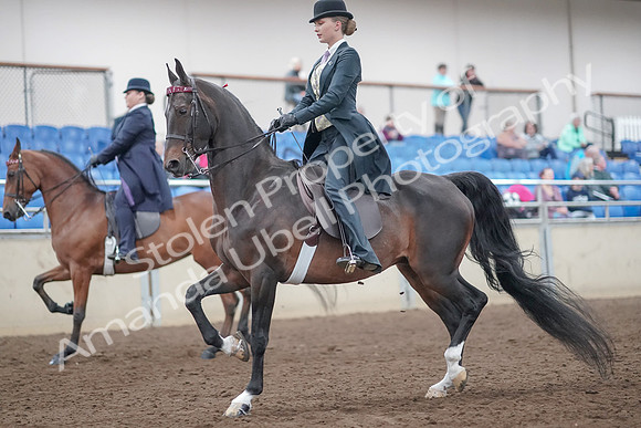 2019 Morgan Horse Show - Aug 31, 2019 - 08476