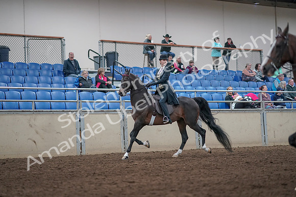 2019 Morgan Horse Show - Aug 31, 2019 - 08606
