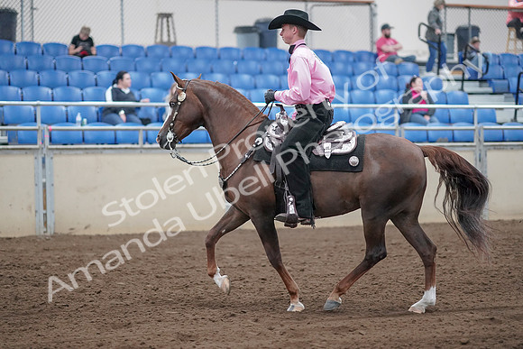 2019 Morgan Horse Show - Sept 01, 2019 - 07002