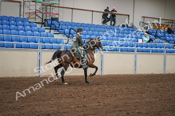 2020 - AB Morgan Horse - Fri, Sept 04 - 03459