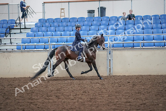 2019 Morgan Horse Show - Aug 30, 2019 - 18130