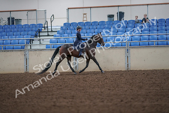 2019 Morgan Horse Show - Aug 30, 2019 - 18040