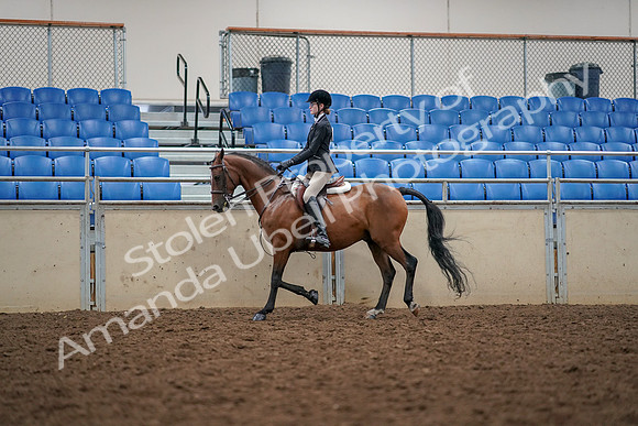 2019 Morgan Horse Show - Aug 30, 2019 - 23351