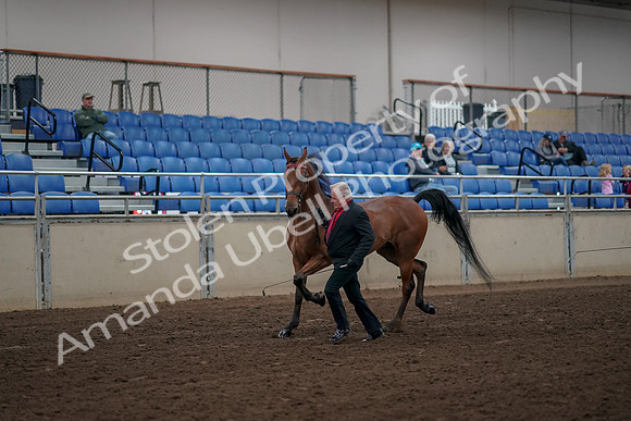 2019 Morgan Horse Show - Aug 31, 2019 - 00539