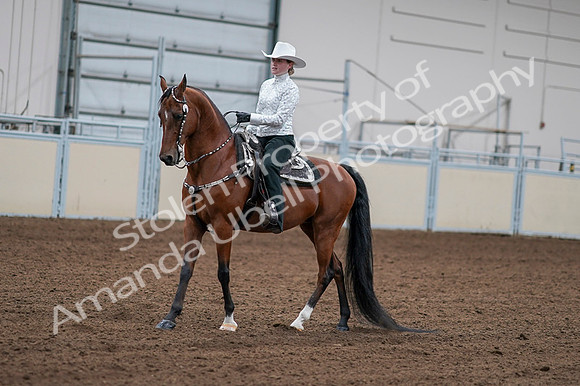 2020 - AB Morgan Horse - Fri, Sept 04 - 03580