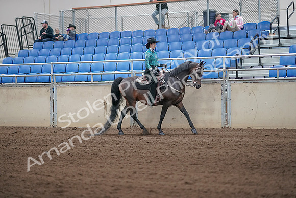 2019 Morgan Horse Show - Sept 01, 2019 - 07095