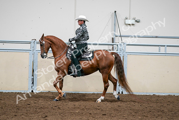 2020 - AB Morgan Horse - Sun, Sept 06 - 07586