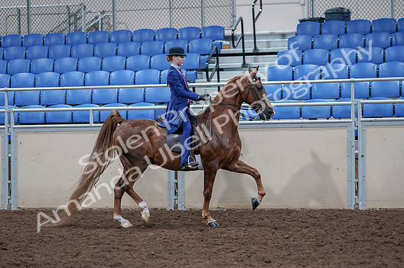 2020 - AB Morgan Horse - Fri, Sept 04 - 05245