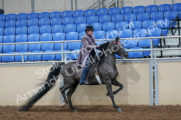 2020 - AB Morgan Horse - Sat, Sept 05 - 13822