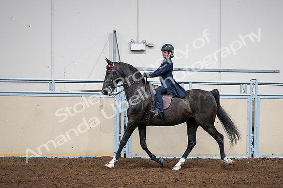 2020 - AB Morgan Horse - Fri, Sept 04 - 03026