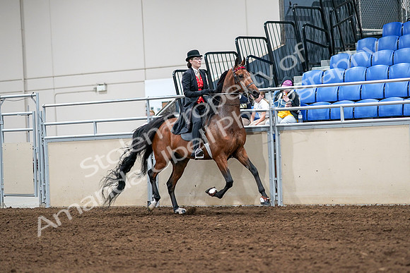 2020 - AB Morgan Horse - Sat, Sept 05 - 06779