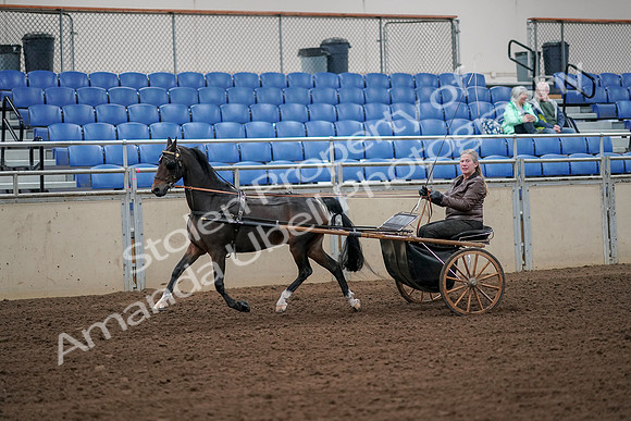 2019 Morgan Horse Show - Aug 30, 2019 - 13094