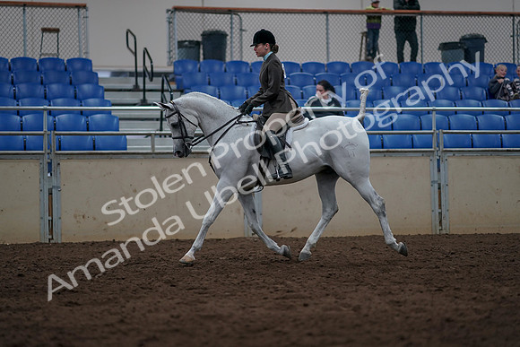 2019 Morgan Horse Show - Sept 01, 2019 - 08569