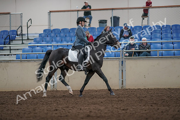 2019 Morgan Horse Show - Aug 31, 2019 - 07455