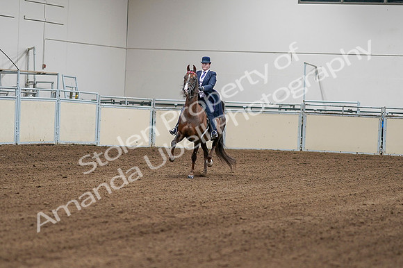 2020 - AB Morgan Horse - Fri, Sept 04 - 08142