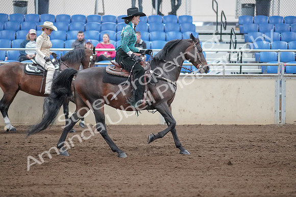 2019 Morgan Horse Show - Sept 01, 2019 - 07029