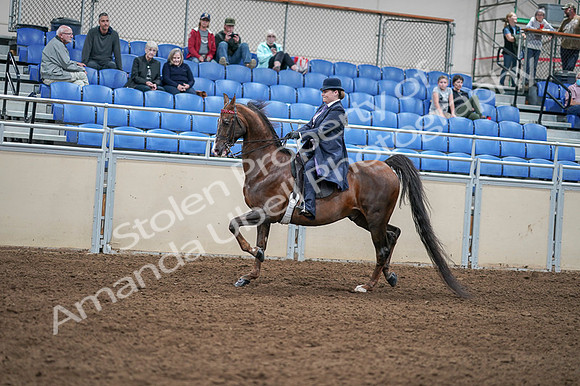 2020 - AB Morgan Horse - Fri, Sept 04 - 07904