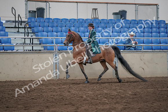 2019 Morgan Horse Show - Sept 01, 2019 - 13170